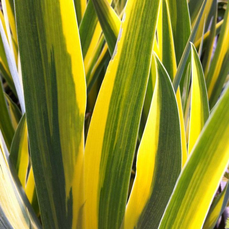 Iris pallida Aureo-Variegata