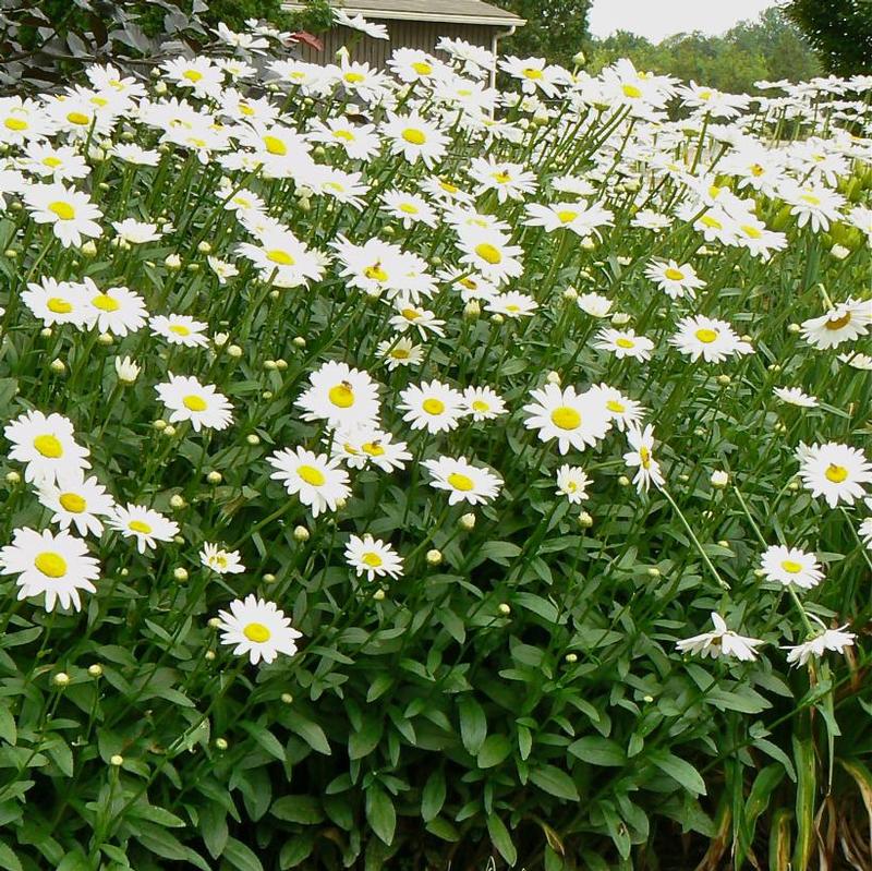 Leucanthemum x superbum Becky