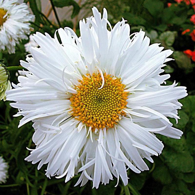 Leucanthemum x superbum Crazy Daisy