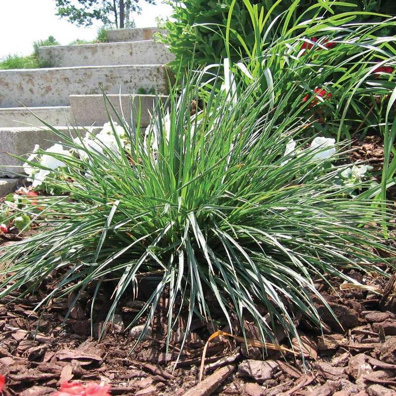 Luzula x Ruby Stiletto