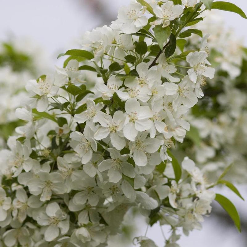 Malus Snowdrift