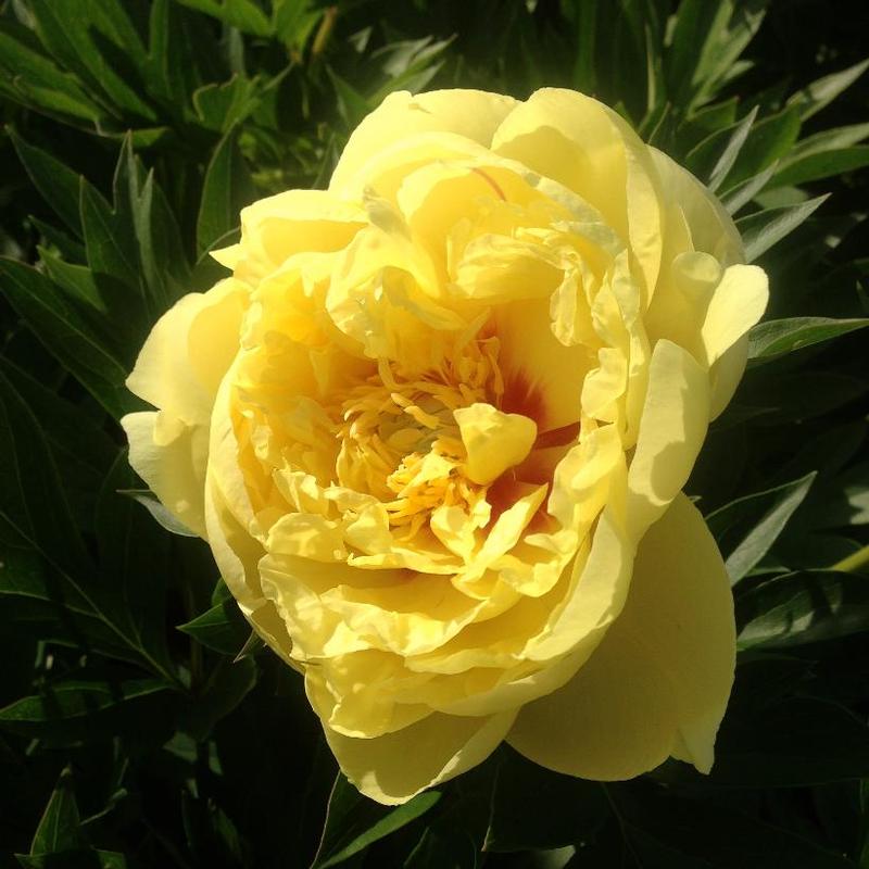 Paeonia itoh Bartzella