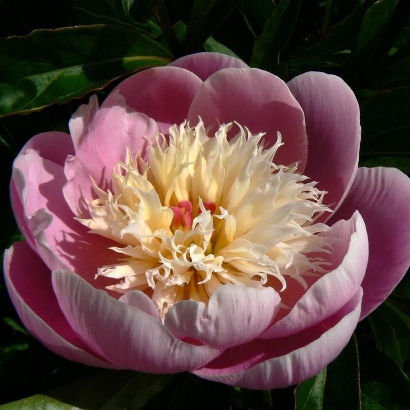 Paeonia Bowl of Beauty