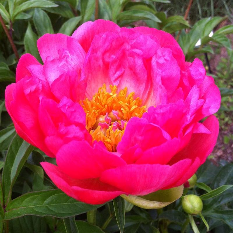 Paeonia Coral Sunset