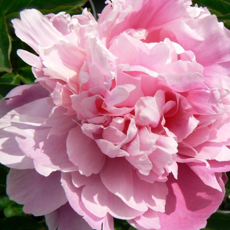 Paeonia Pink Parfait