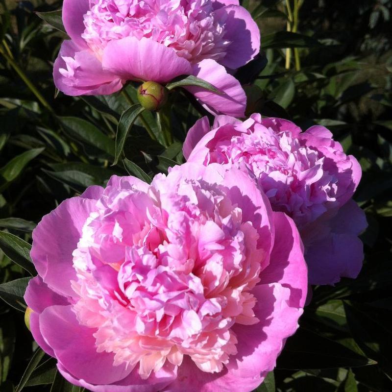 Paeonia Raspberry Sundae