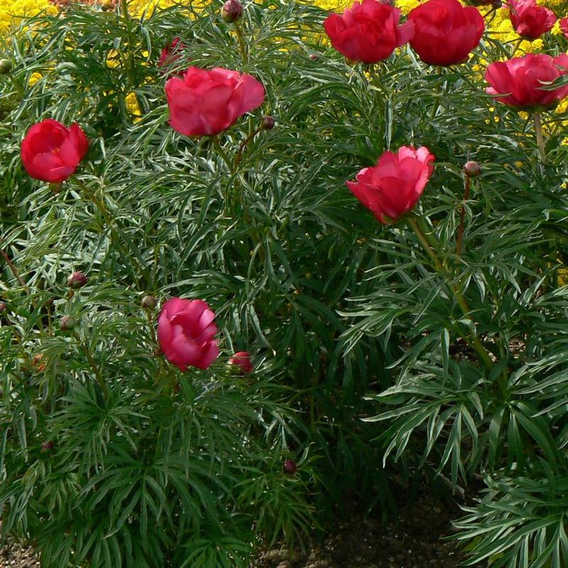 Paeonia tenuifolia 