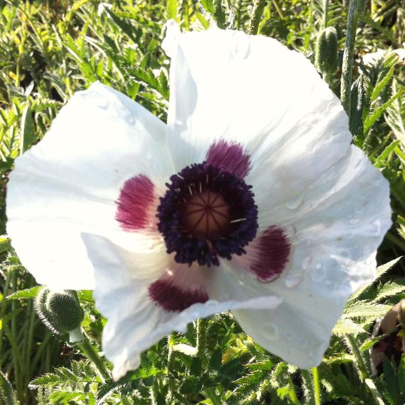 Papaver orientale Royal Wedding