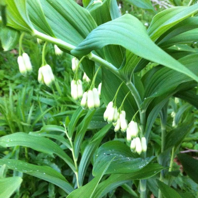 Polygonatum multiflorum 