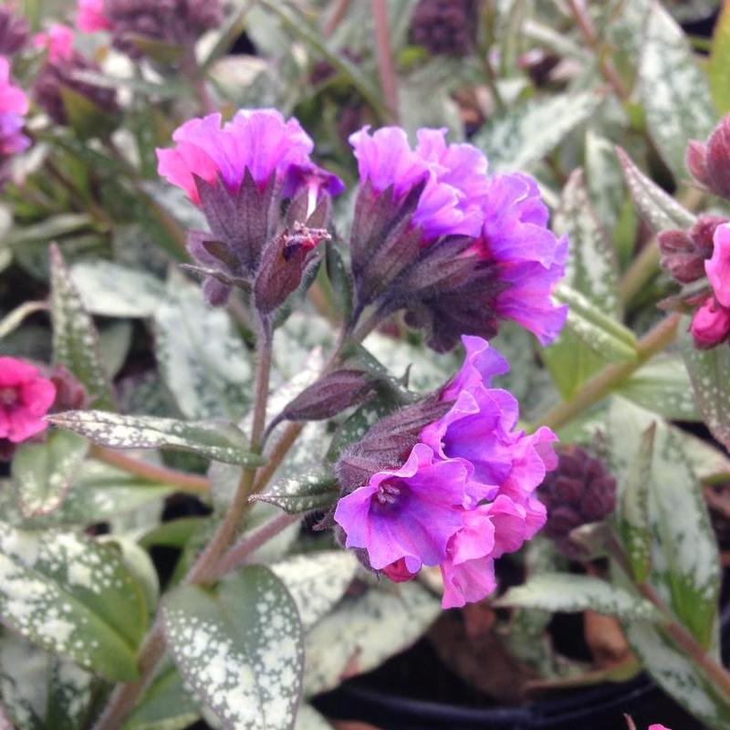 Pulmonaria x Silver Bouquet