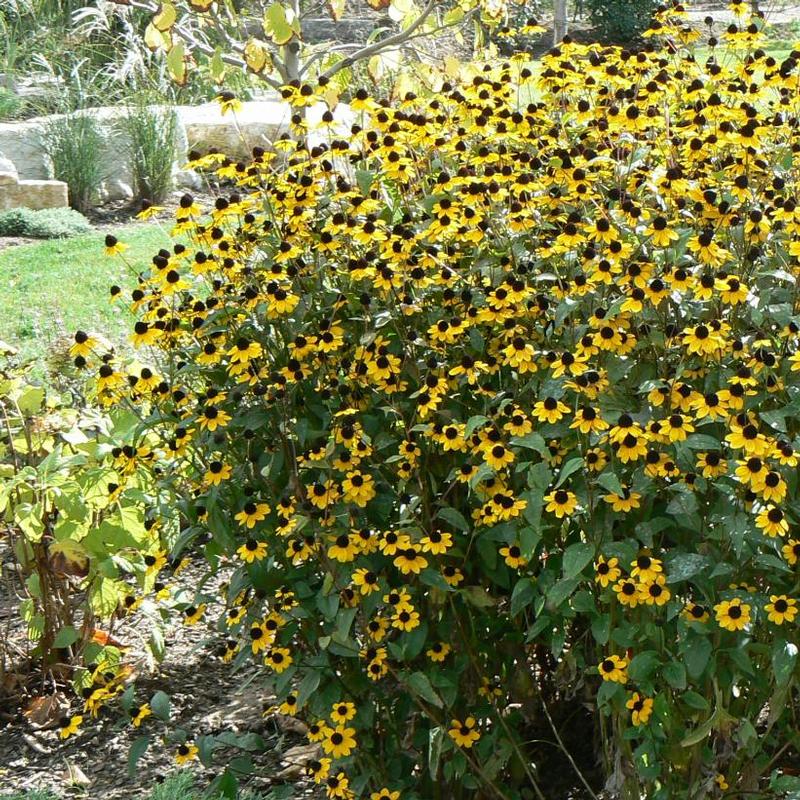 Rudbeckia triloba 