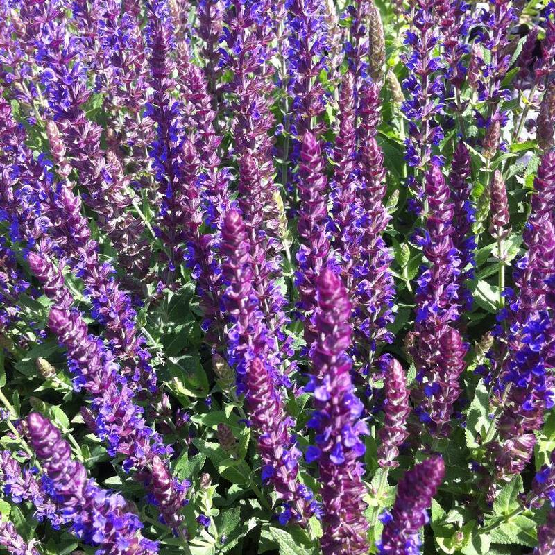 Salvia nemorosa Ostfriesland