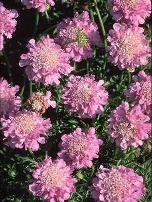 Scabiosa columbaria Pink Mist