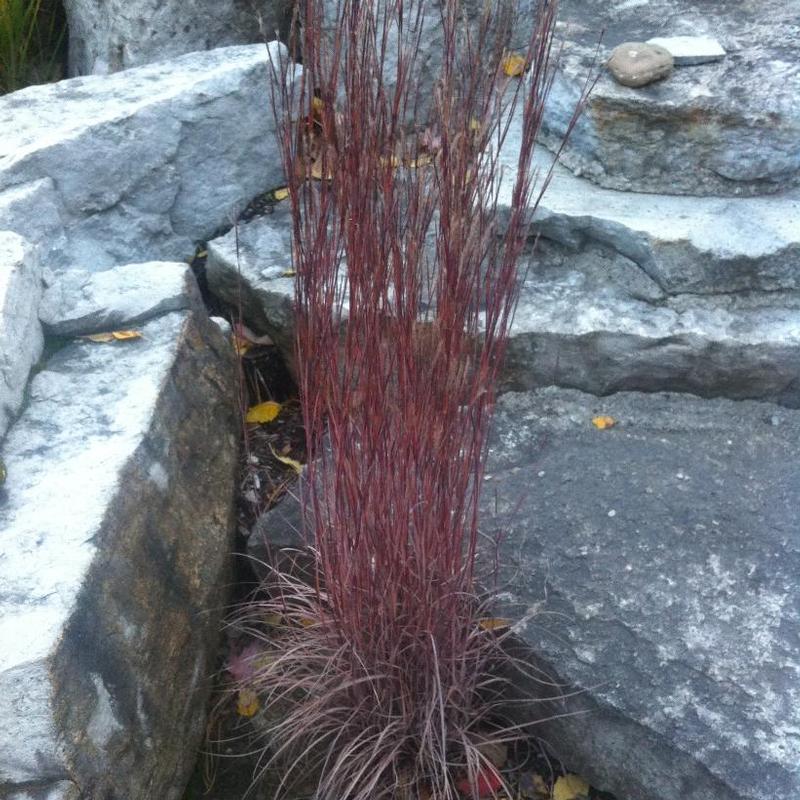 Schizachyrium scoparium 