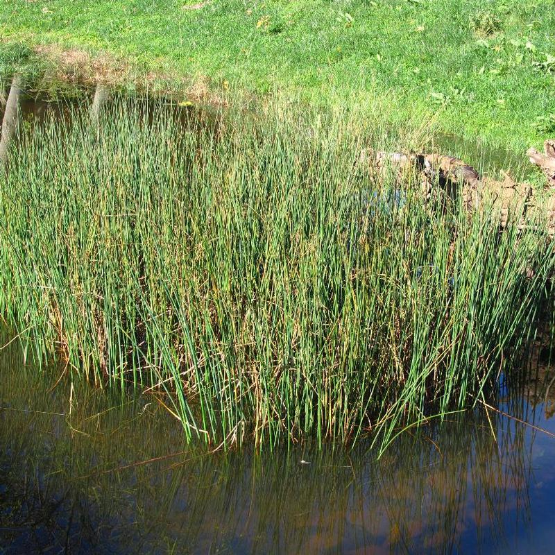 Scirpus validus 