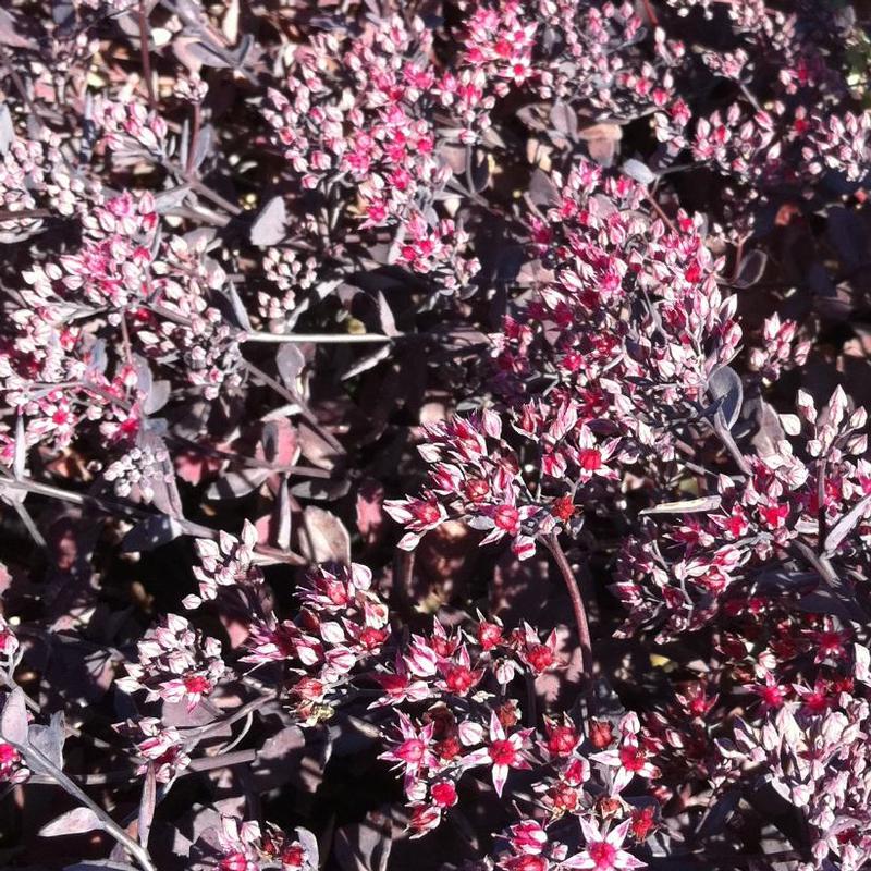 Sedum x Sunset Cloud