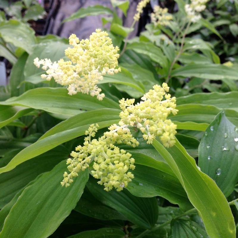 Smilacina racemosa 