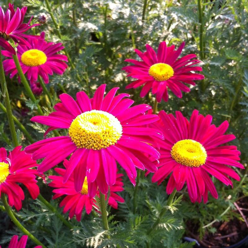 Tanacetum coccineum Robinson's Red