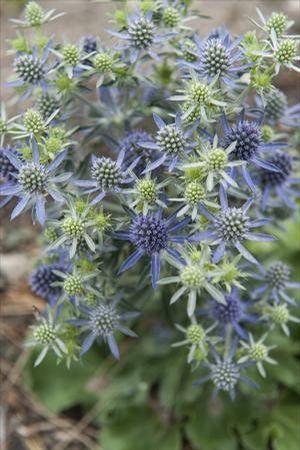 Eryngium planum Blue Hobbit