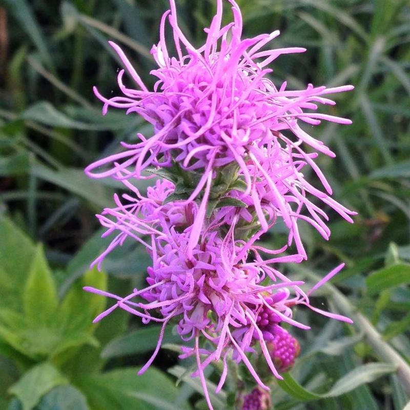 Liatris cylindracea 