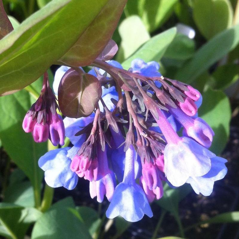 Mertensia virginica 