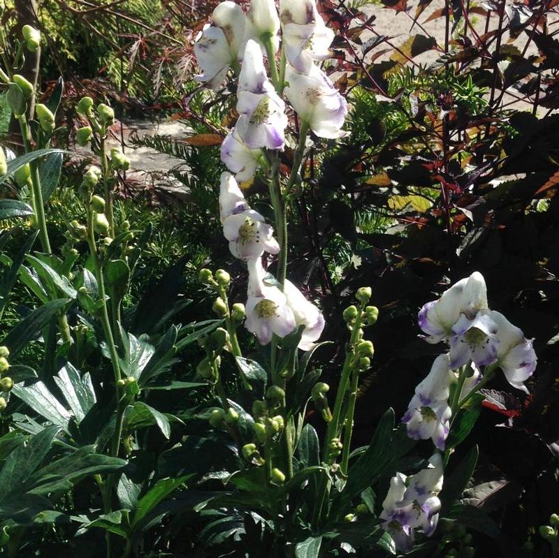 Aconitum cammarum Eleanora