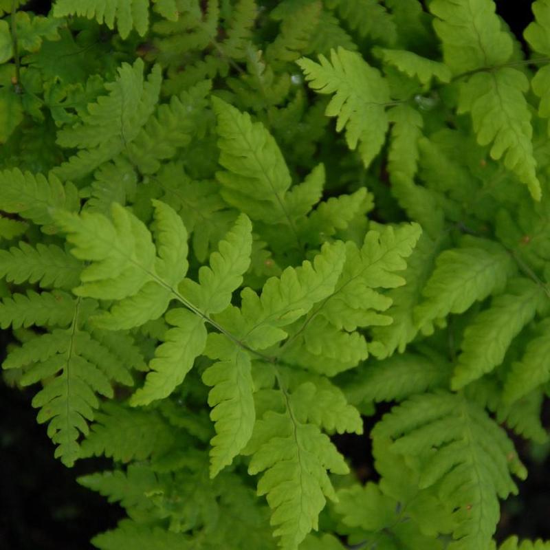 Gymnocarpium dryopteris 