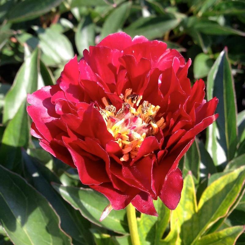 Paeonia Buckeyed Belle