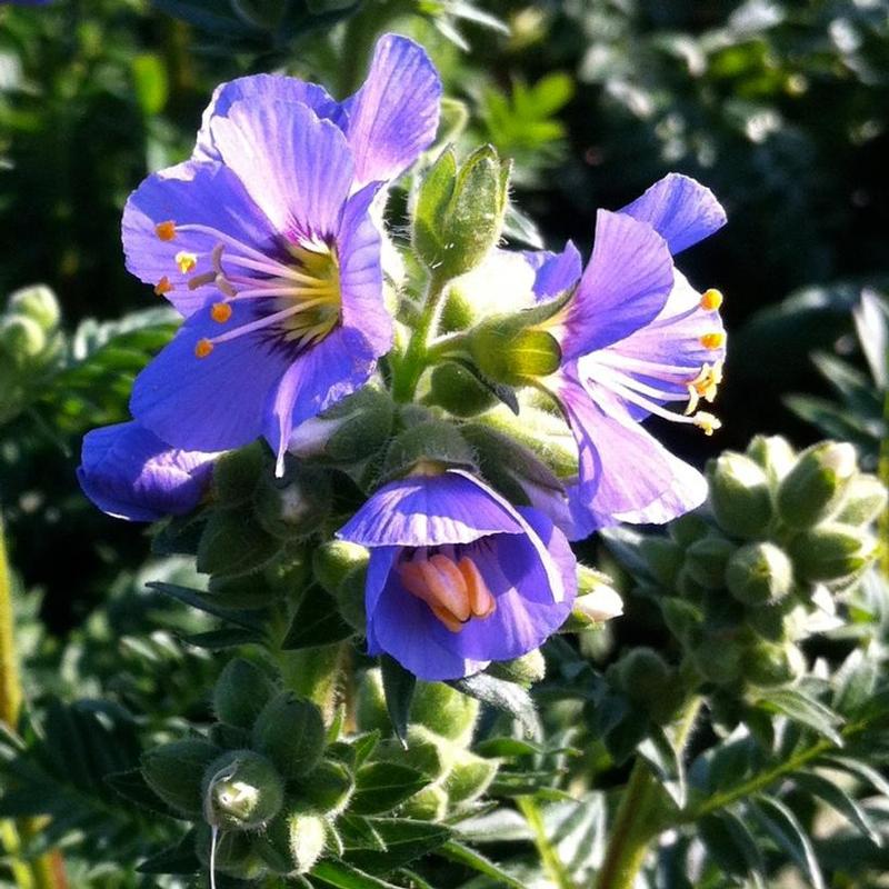 Polemonium caeruleum Bambino Blue