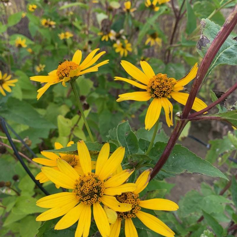 Heliopsis helianthoides 