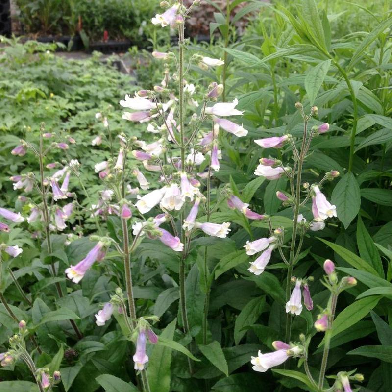 Penstemon hirsutus 