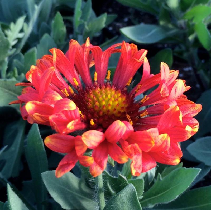 Gaillardia x grandiflora Fanfare Blaze