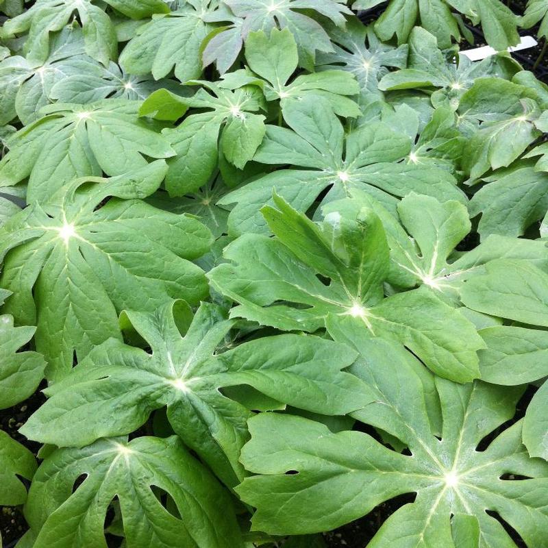 Podophyllum peltatum 