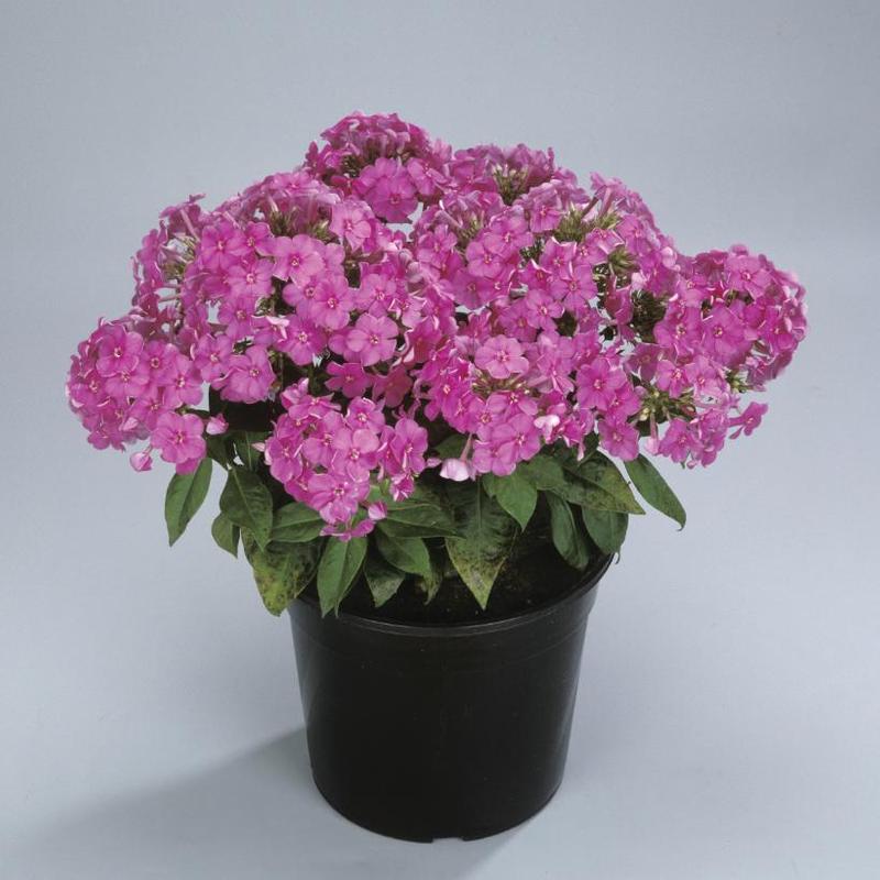 Phlox paniculata Flame™ Barfourteen