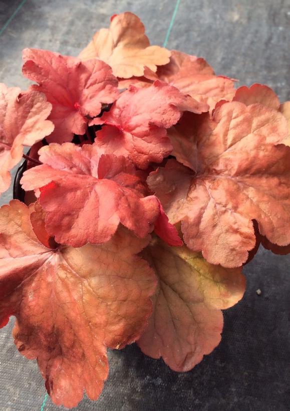 Heuchera x Fire Alarm