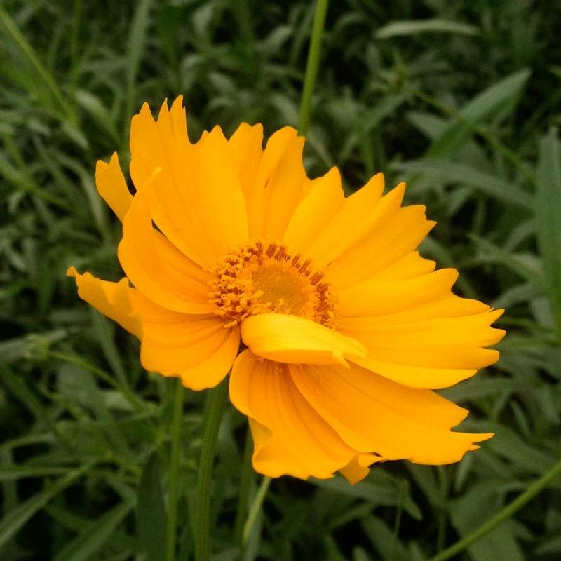 Coreopsis lanceolata 