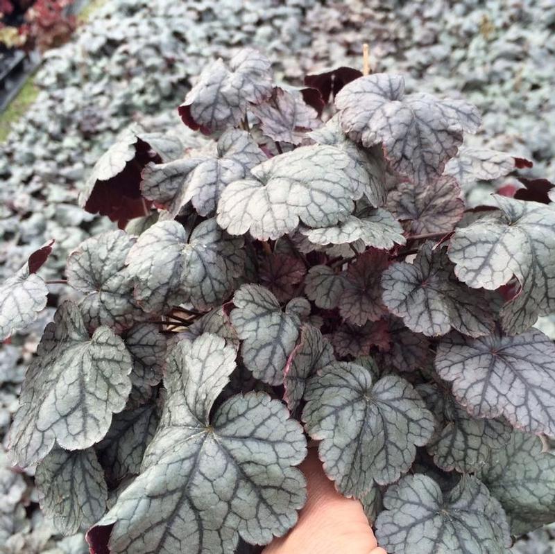 Heuchera x Silver Scrolls