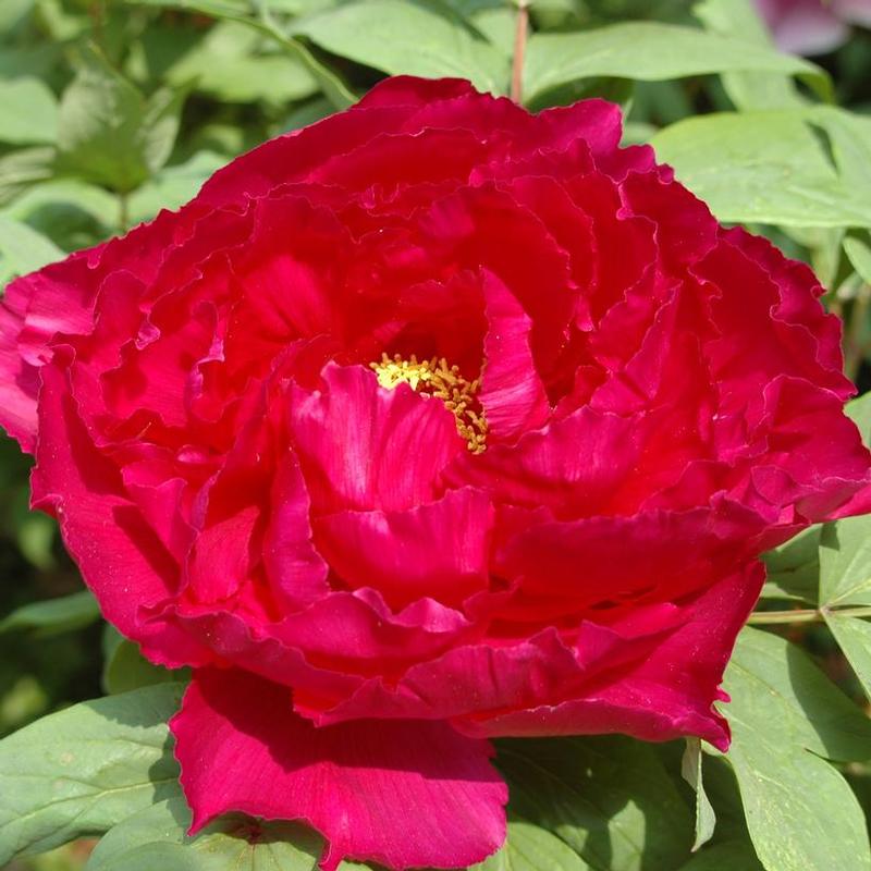 Paeonia suffruticosa Red