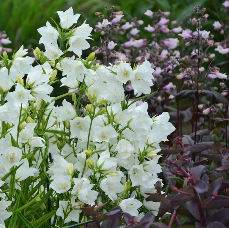 Campanula persicifolia Takion White