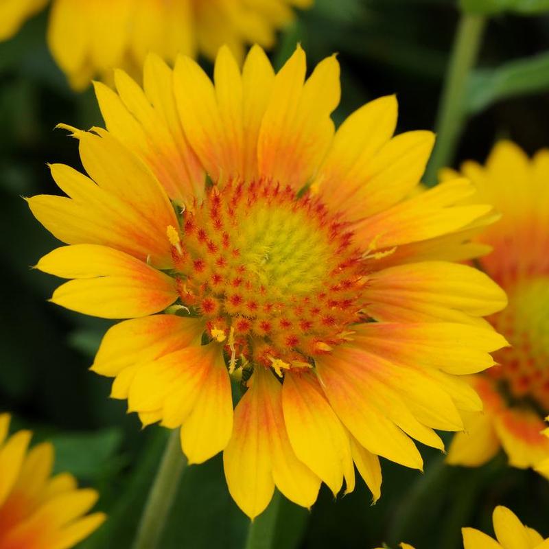 Gaillardia x grandiflora Mesa™ Peach