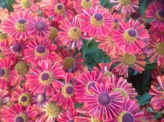 Helenium autumnale Mariachi™ Salsa