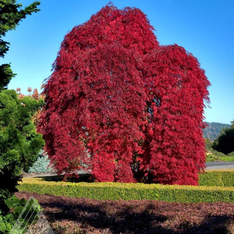 Acer palmatum dissectum Inaba Shidare