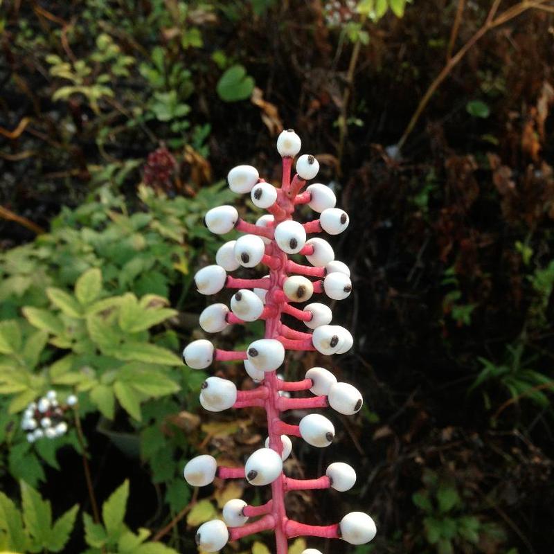 Actaea pachypoda 