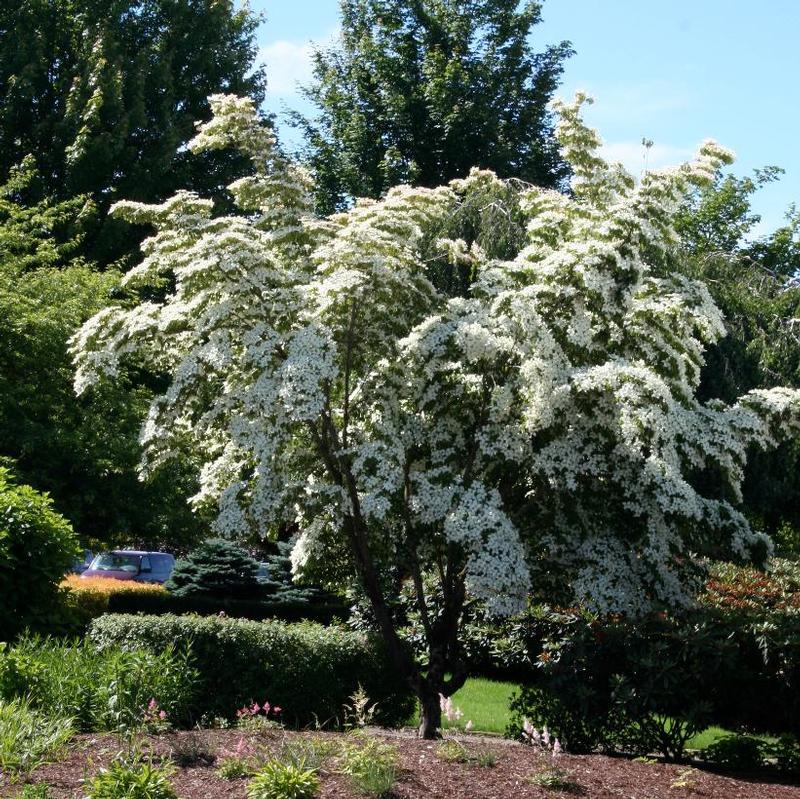 Cornus kousa Milky Way