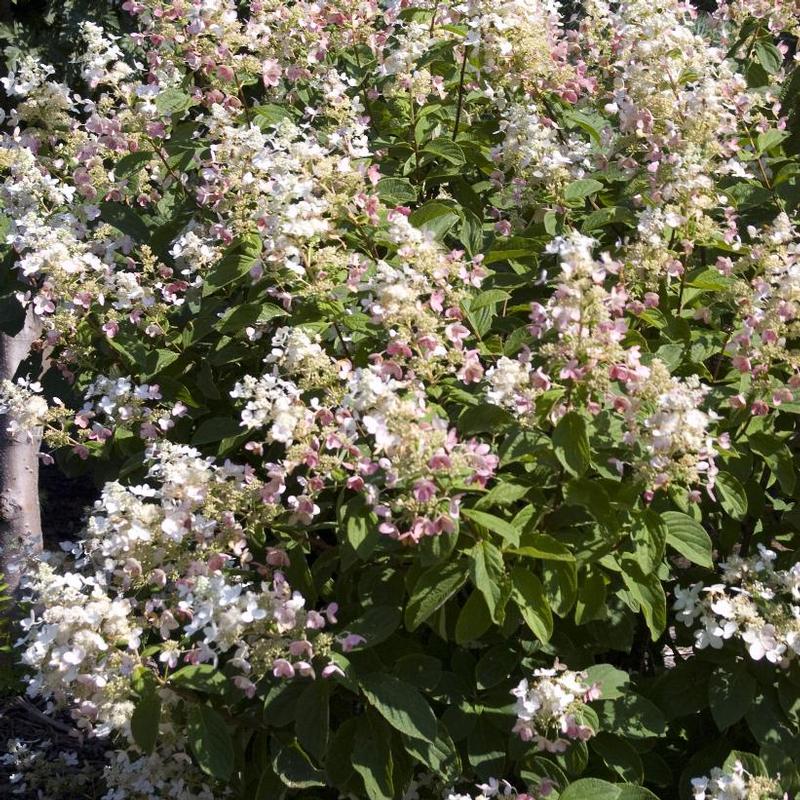 Hydrangea paniculata Pink Diamond