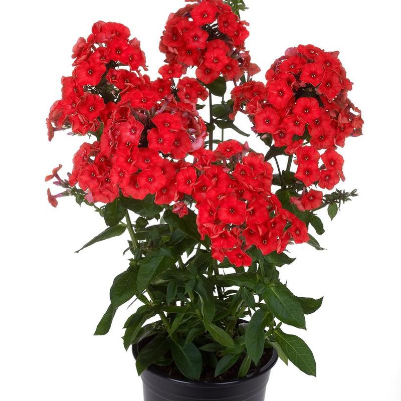 Phlox paniculata Flame™ Red Flame