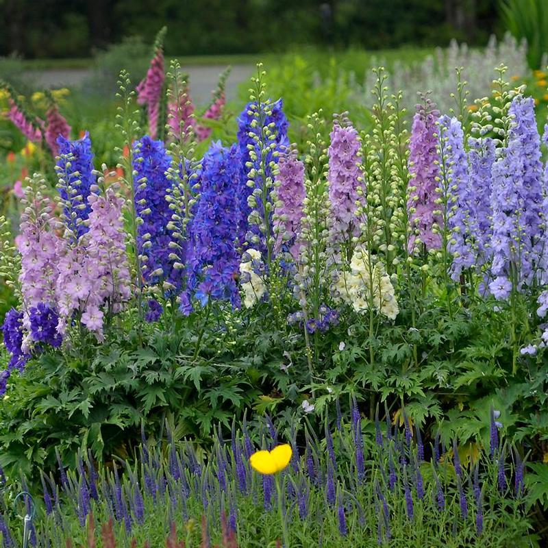 Delphinium elatum New Millennium™ Mini Stars