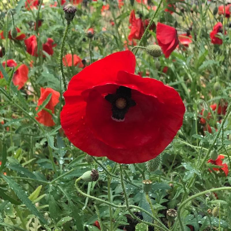 Papaver rhoeas 