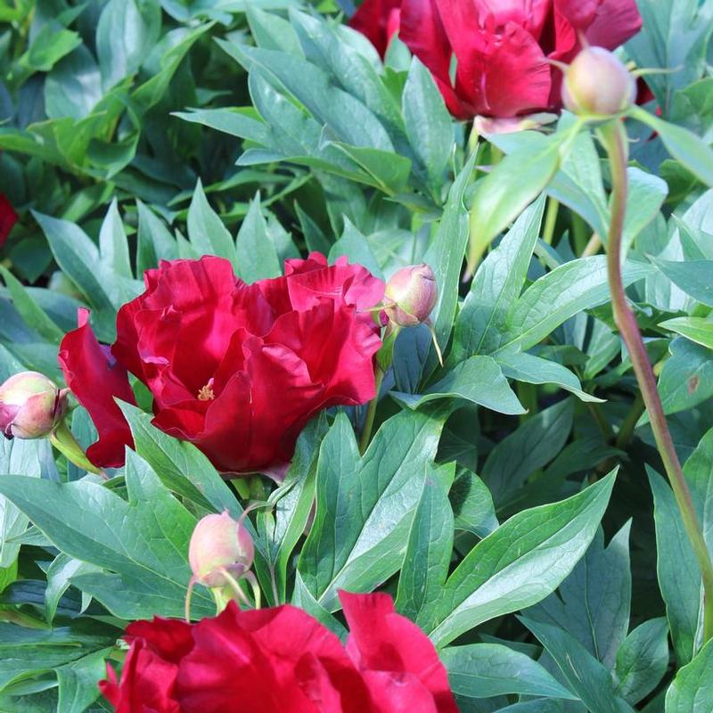 Paeonia itoh Scarlet Heaven