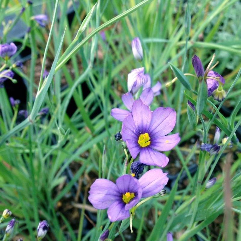 Sisyrinchium angustifolium 